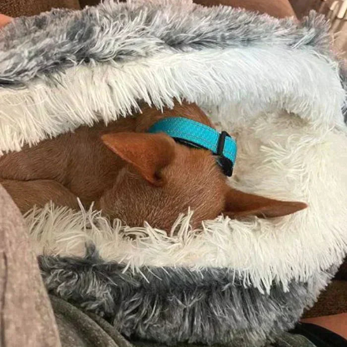 ACME ESSENTIALS™ - THE PREMIUM PET BED
